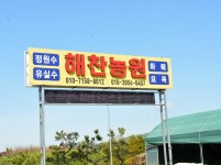 트리디비 - 목백일홍 15점(R12-15), 감나무 결실주, 장미, 유실수 조경수 전문 경산묘목특구 해찬농원