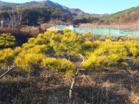 트리디비 - 황금소나무 (삼척) 중목 분양 합니다.
