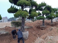 트리디비 - 향나무 60년생 010-3601-8524 트리디비(treedb)