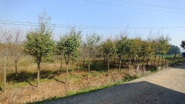 트리디비 - 계수나무 8-12점 판매합니다. 트리디비(treedb)