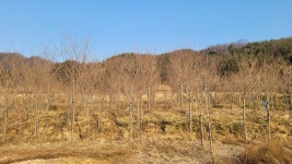 트리디비 - ※※※※※※왕벚나무 팝니다.※※※※※※※※※※ 트리디비(treedb)