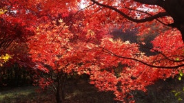 트리디비 - 초대형 최고 단풍나무 대량 보유[26점-34점)24년 이상