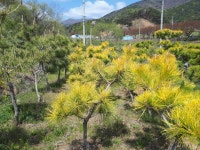 트리디비 - 황금소나무 중목 저렴하게 판매 합니다.