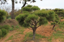 트리디비 - 미니조형소나무 팝니다. 010-3652-8869. 대성농원 트리디비(treedb)