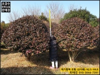 트리디비 - ♤♤♤ 애기동백(산다화) 조형 H2.5~H4.0 판매합니다. [최태진 010-3044-7391] ♤♤♤ 트리디비(treedb)