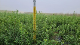 트리디비 - 공조팝 회양목 무궁화 흰말채 미측백 개나리 낙산홍 조팝 쥐똥나무 영춘화 덜꿩 철쭉 사철나무 남천 넝쿨장미 개쉬땅나무 생강나무... 