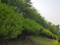 트리디비 - 이팝 반송 밭떼기 판매(충남 아산 영인면 성내리)