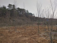 트리디비 - 계수6~10점,산사8점,팥배8점,회화3~8점 정리