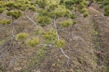 트리디비 - 묘목급 초미니조형소나무 팝니다. 010-3652-8869. 대성농원 트리디비(treedb)