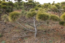 트리디비 - 묘목급 초미니조형소나무 팝니다. 010-3652-8869. 대성농원 트리디비(treedb)