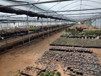 트리디비 - 다육식물 매매 및 다육농장 임대