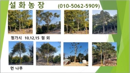 트리디비 - 설화농장 - 청가시,홍가시,금노매,산철쭉,남천,돈나무,먼나무,아왜나무,금목서,은목서,동백,호랑가시,산다화,후피향팝니다