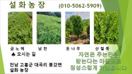 트리디비 - 설화농장 - 청가시,홍가시,금노매,산철쭉,남천,돈나무,먼나무,아왜나무,금목서,은목서,동백,호랑가시,산다화,후피향팝니다