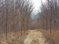 트리디비 - 이팝나무 R8,R10,R12,R15 3.000주 보유중입니다.