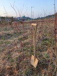 트리디비 - 농장정리 단풍 편백 묘목 급매물
