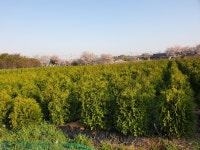 트리디비 - 측백.미측백,느티