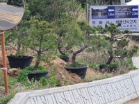 트리디비 - 소나무정원수, 미니정원수, 주목, 인터넷최저가보증