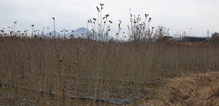 트리디비 - 무궁화 (가로수,정원수,묘목)팝니다