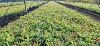 트리디비 - 남천 묘목 예약판매