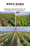 트리디비 - 고품질의 다양한 장미묘목 대량구매환영(경산묘목대표 해찬농원) 010-3056-0407