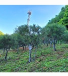 트리디비 - 백송 판매