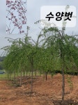 트리디비 - 황금수양버들 30점 . 배롱나무. 팝배나무. 수양벗나무. 서어나무 판매합니다
