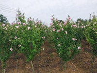 무궁화 팝니다 (삽목 ,접목,실생) : 트리디비