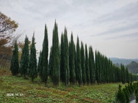 블루애로우 판매 : 트리디비