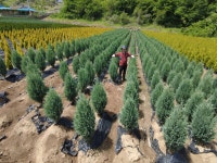 급매! 대박세일! 문그로우 팝니다 : 트리디비