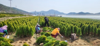 황금측백 06 밭정리 합니다 : 트리디비 황금측백 06  밭정리 합니다  : 트리디비