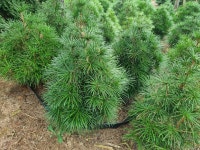 금송 판매합니다~!(충남 서산 방죽농원) : 트리디비