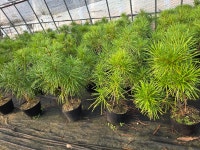 금송 : 트리디비