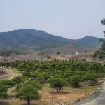 선주목판매 합니다 : 트리디비 선주목판매  합니다  : 트리디비