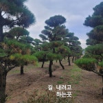 소나무 봄식재 예약받습니다 : 트리디비 소나무 봄식재 예약받습니다  : 트리디비