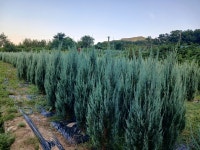 골드콘 . 스까이로켓 . 브루엔젤 . 문그루우.써니스마르그 . 블루에로우 : 트리디비