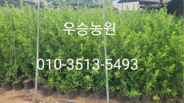 피라칸, 남천 묘목 : 트리디비 피라칸, 남천 묘목  : 트리디비