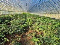 가시없는 민엄나무 분양합니다 : 트리디비