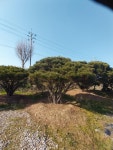 실생반송 : 트리디비