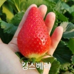 털이묘 에메랄드그린 블루애로우 킹스베리 딸기 묘목농장 : 트리디비 털이묘 에메랄드그린 블루애로우 킹스베리 딸기 묘목농장  : 트리디비