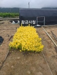 직접재배 털이묘 포터묘 황금사철 : 트리디비 직접재배 털이묘 포터묘  황금사철 : 트리디비