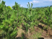 해송팝니다 : 트리디비