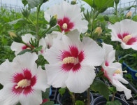 무궁화 판매합니다 : 트리디비