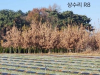 상수리(참나무 류 6종 전문) 1년생 묘목~R30까지 20만 주 보유 : 트리디비