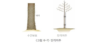 팔팔지주목(1종) - 남원시 광치동 | 지주목설치 : 트리디비