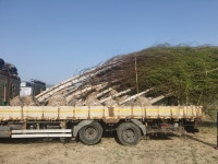 자작나무 농장입니다 : 트리디비