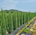 스잣,그린,골드,블루엔젤,블루아이스 : 트리디비