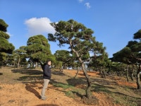 가브리소나무.누운소나무.기념식수.특수목.찌들목 20~30점대 : 트리디비