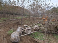 벚나무 판매합니다 : 트리디비