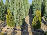 그린,써니스마라그,블루엔젤,블루애로우,파스티기아타,골드콘,문그로우,목수국,트리나무,미측백,백배롱,화살나무,소나무 판매합니다. : 트리디비