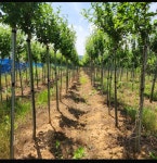 무궁화 판매합니다ㅡ : 트리디비